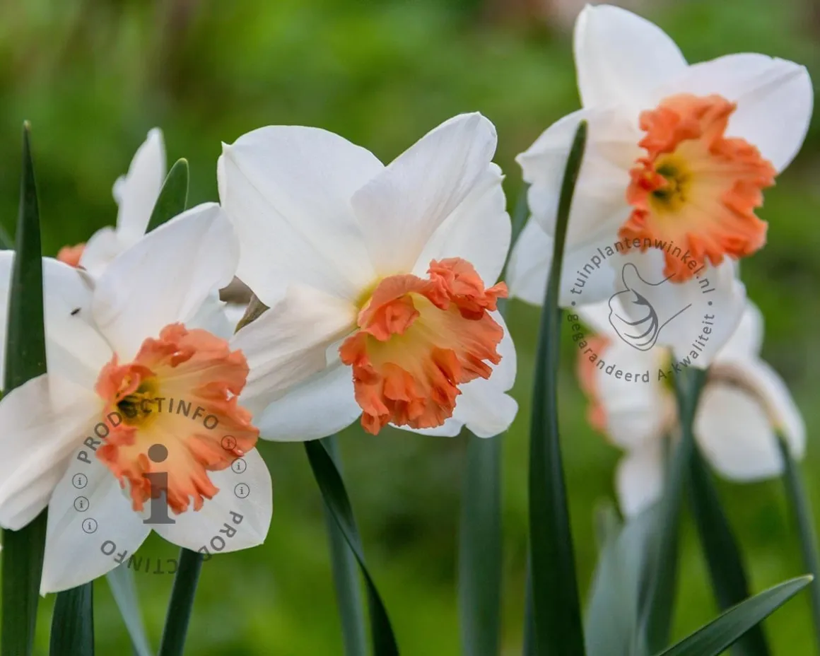 Narcissus 'Pink Charm'