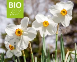 Narcissus poeticus var. recurvus - BIO