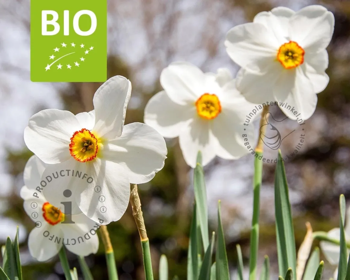 Narcissus poeticus var. recurvus - BIO