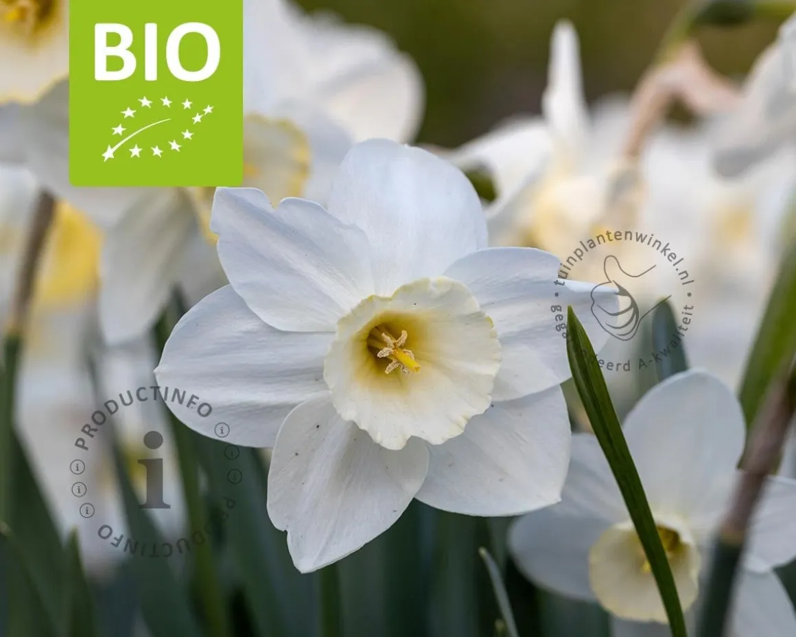 Narcissus 'Pueblo' - BIO