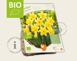 Narcissus 'Rijnvelds Early Sensation' - BIO