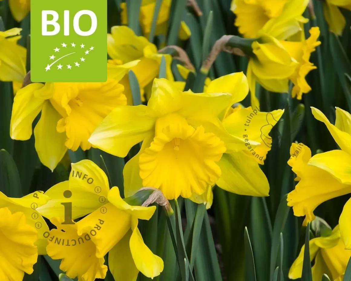 Narcissus 'Rijnvelds Early Sensation' - BIO