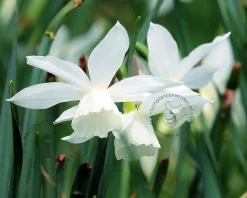 Narcissus triandrus 'Thalia'