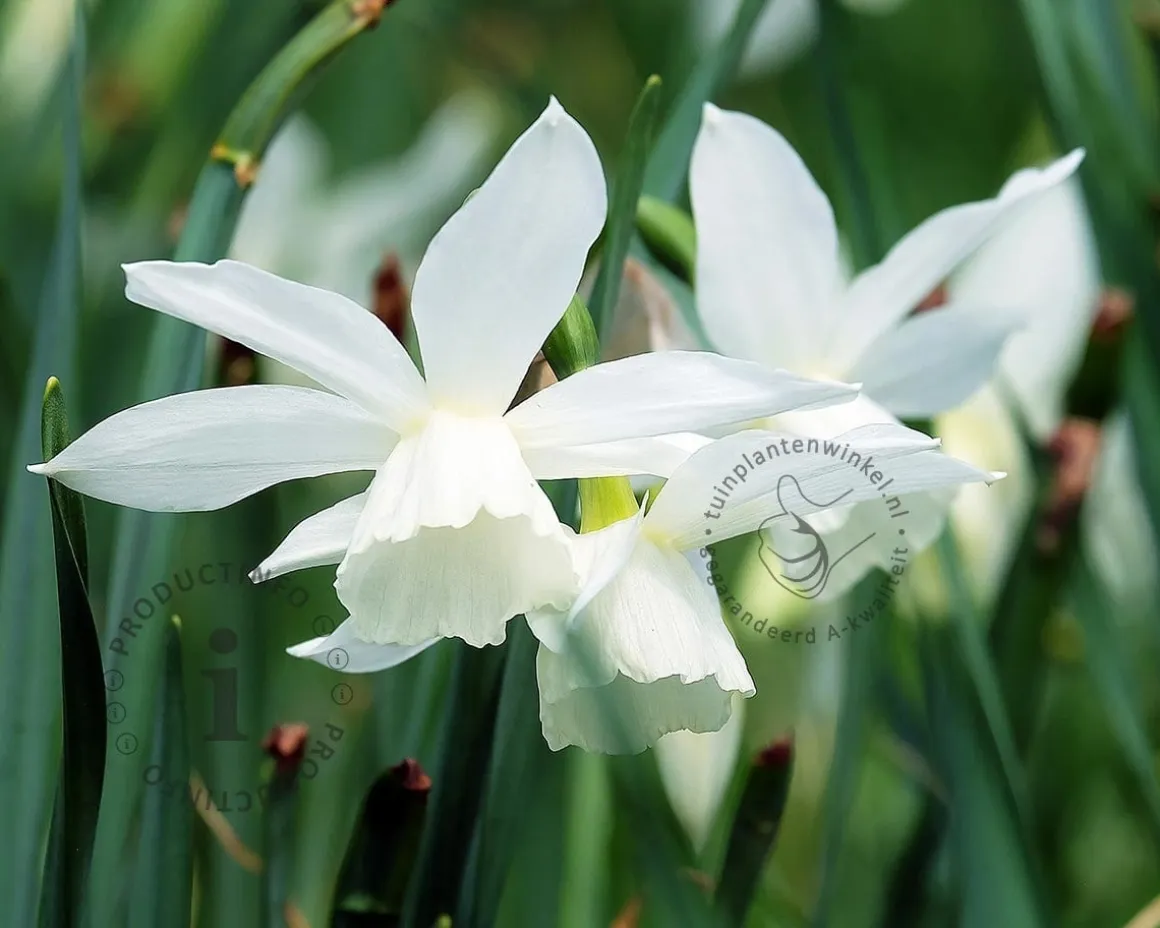 Narcissus triandrus 'Thalia'