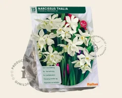 Narcissus triandrus 'Thalia'