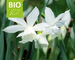 Narcissus triandrus 'Thalia' - BIO