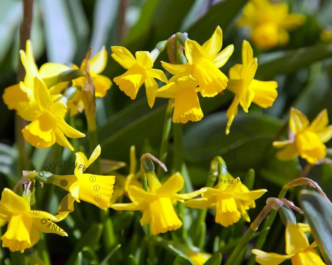 Narcissus 'Tête-a-Tête'