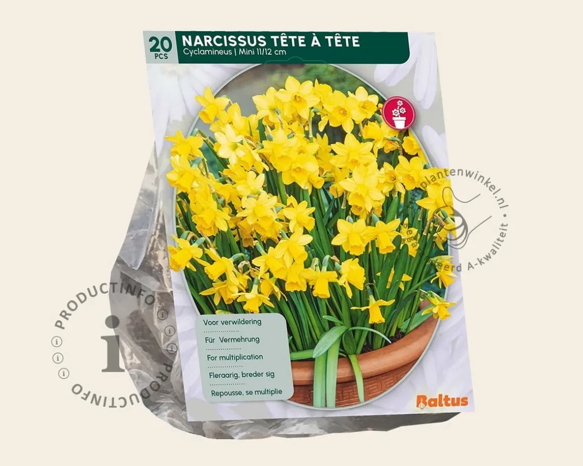 Narcissus 'Tête-a-Tête'