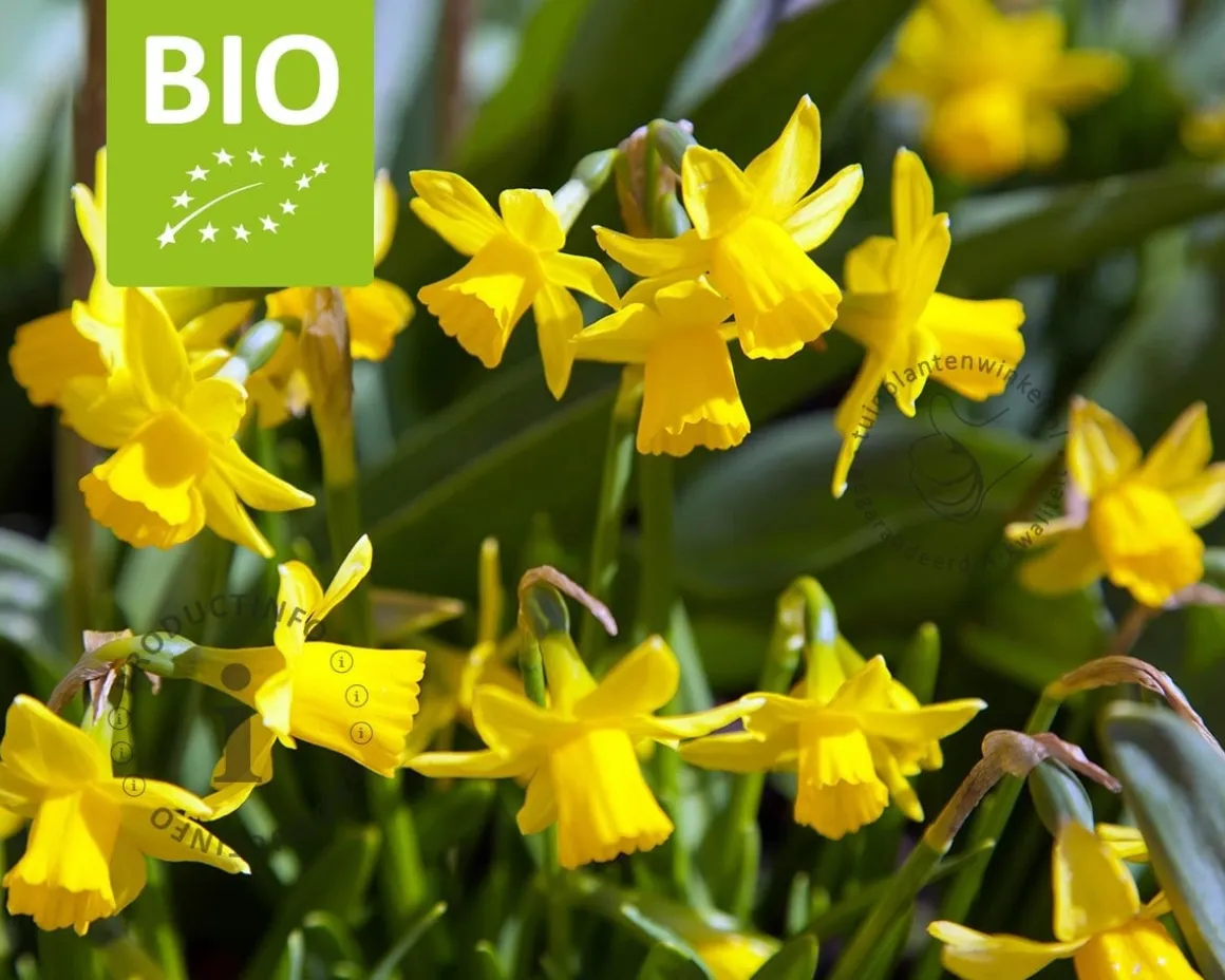 Narcissus 'Tête-a-Tête' - BIO