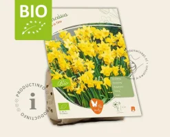 Narcissus 'Tête-a-Tête' - BIO