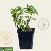 Nepeta cataria