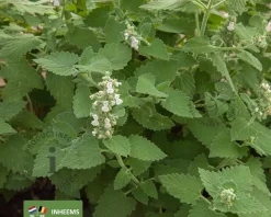 Nepeta cataria