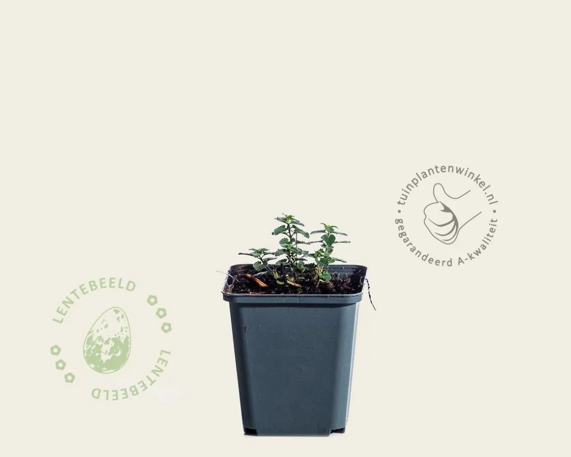 Nepeta ‘Cat’s Pajamas’