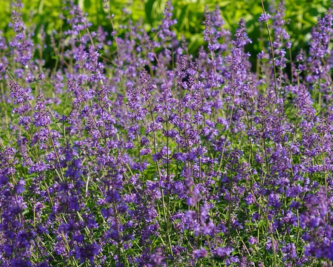 Nepeta ‘Cat’s Pajamas’