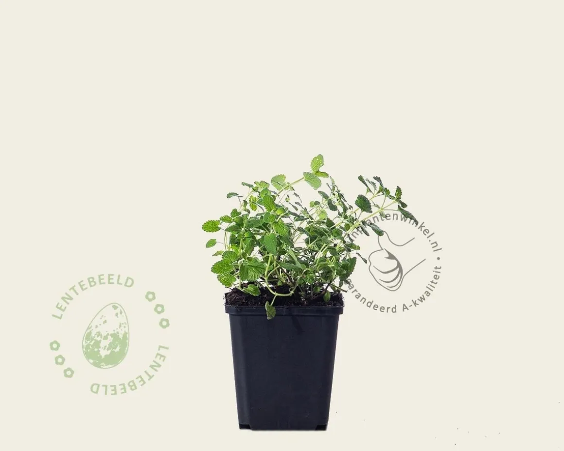 Nepeta faassenii