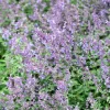 Nepeta faassenii 'Junior Walker'