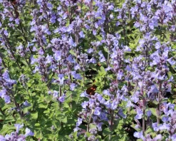 Nepeta faassenii  ‘Purrsian Blue’
