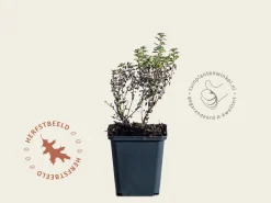 Nepeta faassenii ‘Purrsian Blue’