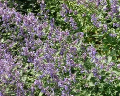 Nepeta faassenii 'Six Hills Giant'