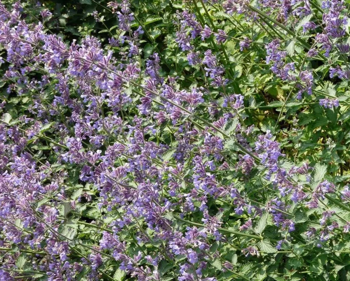 Nepeta faassenii 'Six Hills Giant'