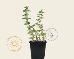Nepeta faassenii 'Walker's Low'