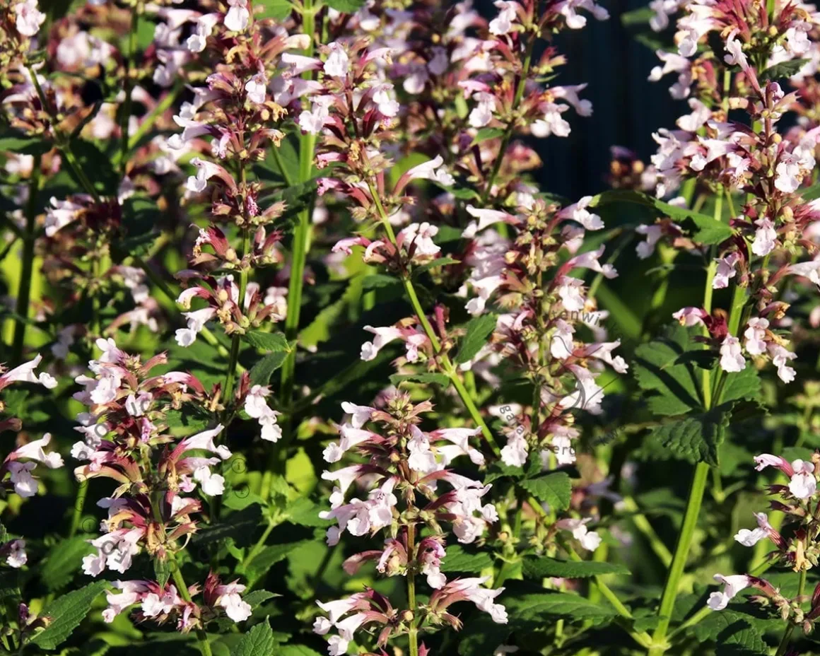 Nepeta grandiflora 'Dawn to Dusk'