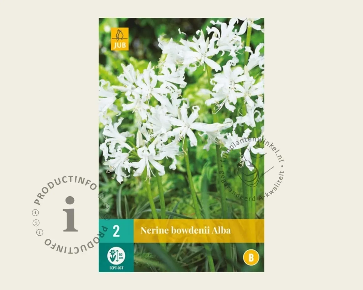 Nerine bowdenii 'Alba'