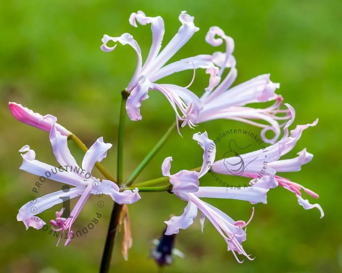 Nerine bowdenii 'Alba'