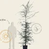 Nothofagus antarctica - beveerd