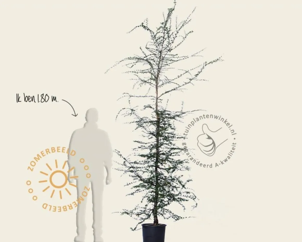 Nothofagus antarctica - beveerd
