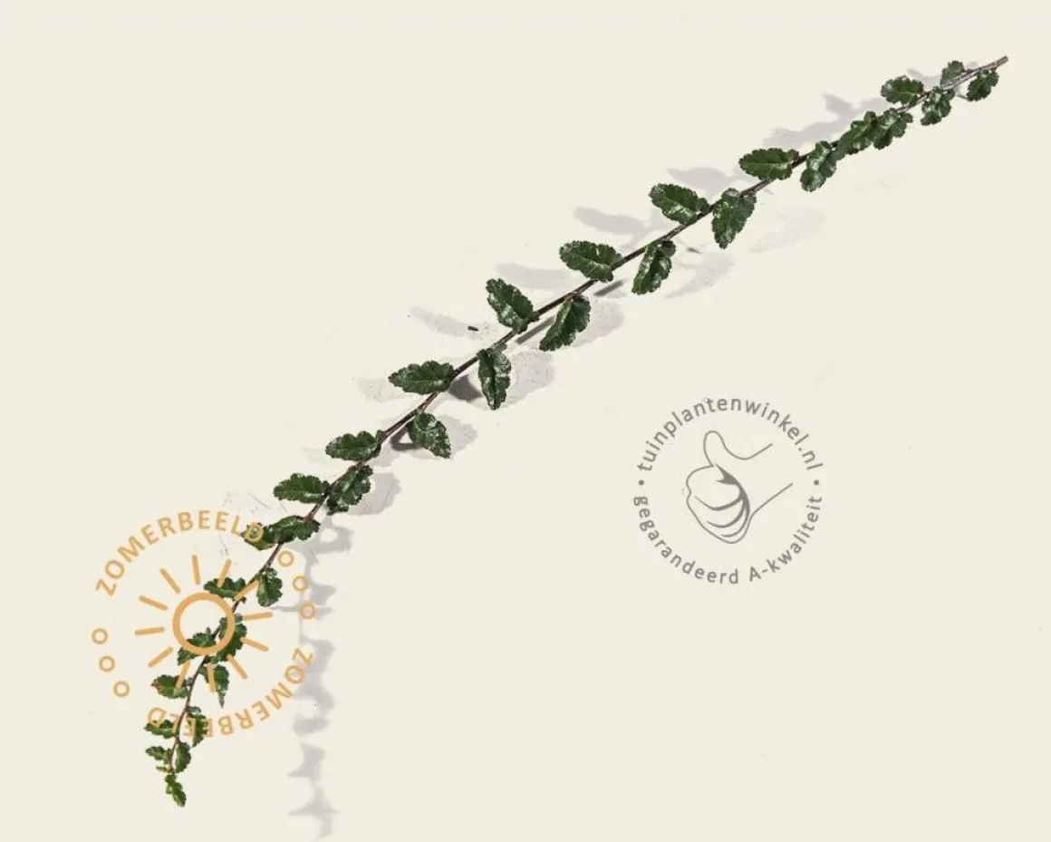 Nothofagus antarctica - beveerd