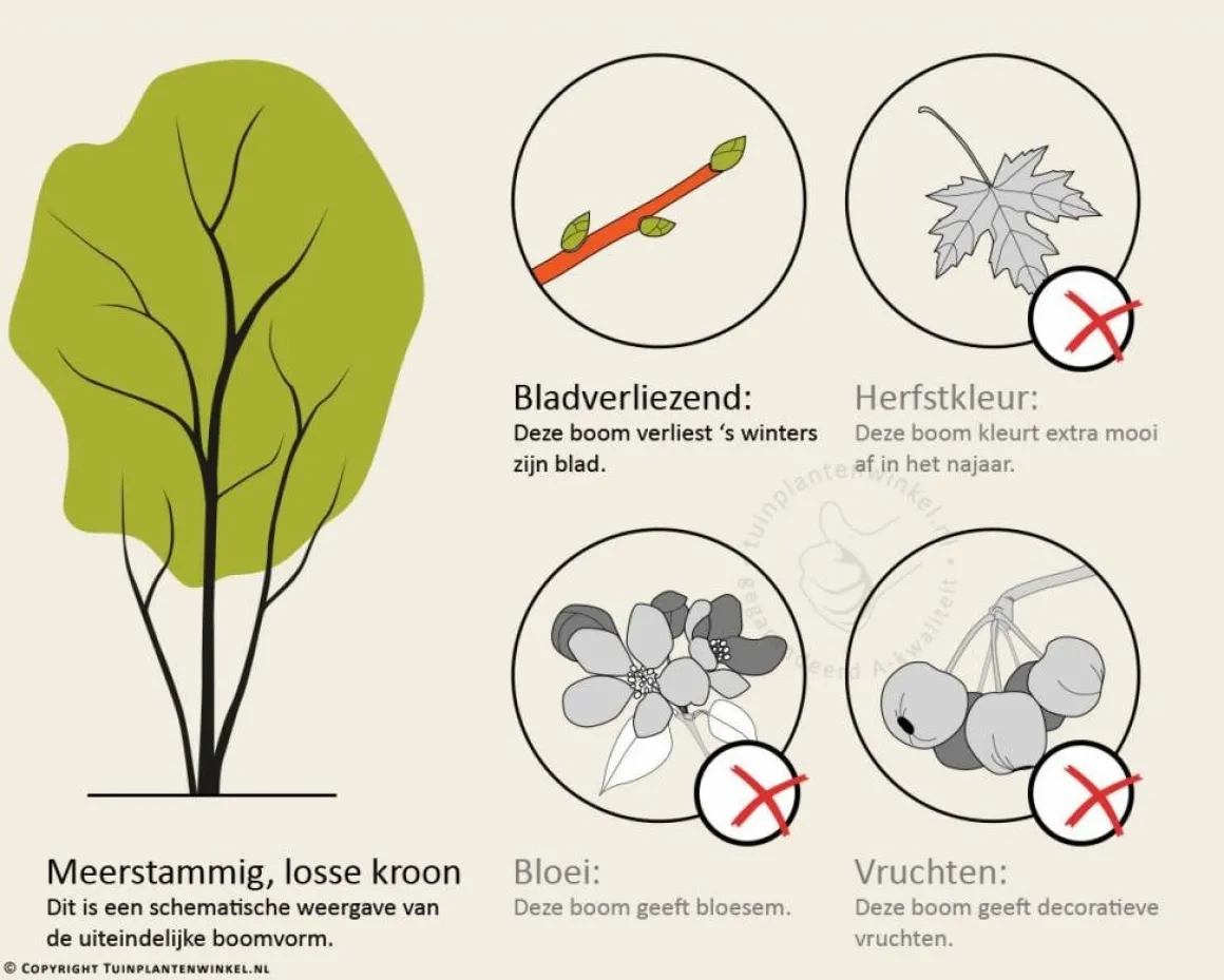 Nothofagus antarctica - beveerd