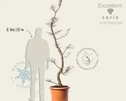 Nothofagus antarctica - bonsai - Excellent