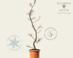 Nothofagus antarctica - bonsai - Excellent