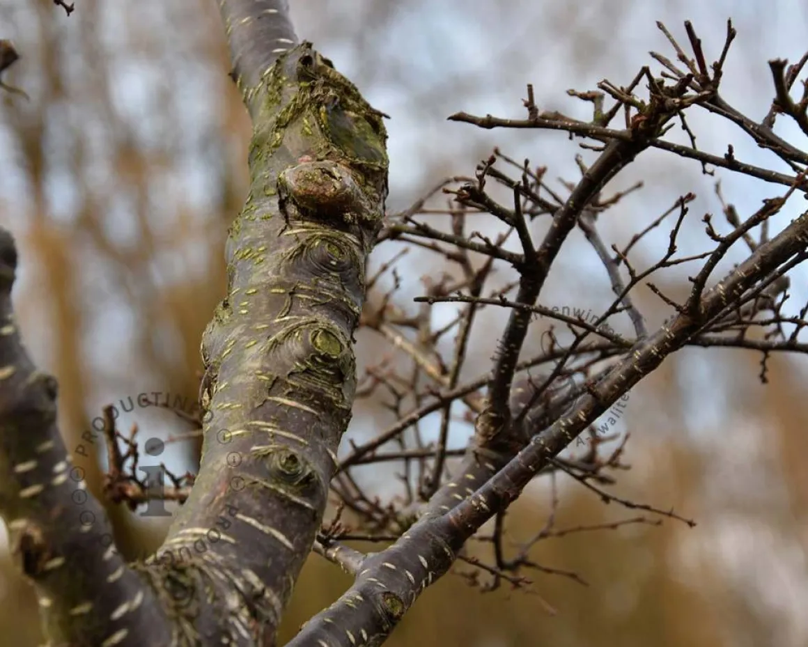 Nothofagus antarctica - bonsai - Excellent