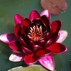 Nymphaea 'Almost Black'