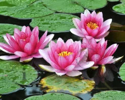 Nymphaea 'Attraction'
