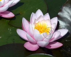 Nymphaea 'Fabiola'