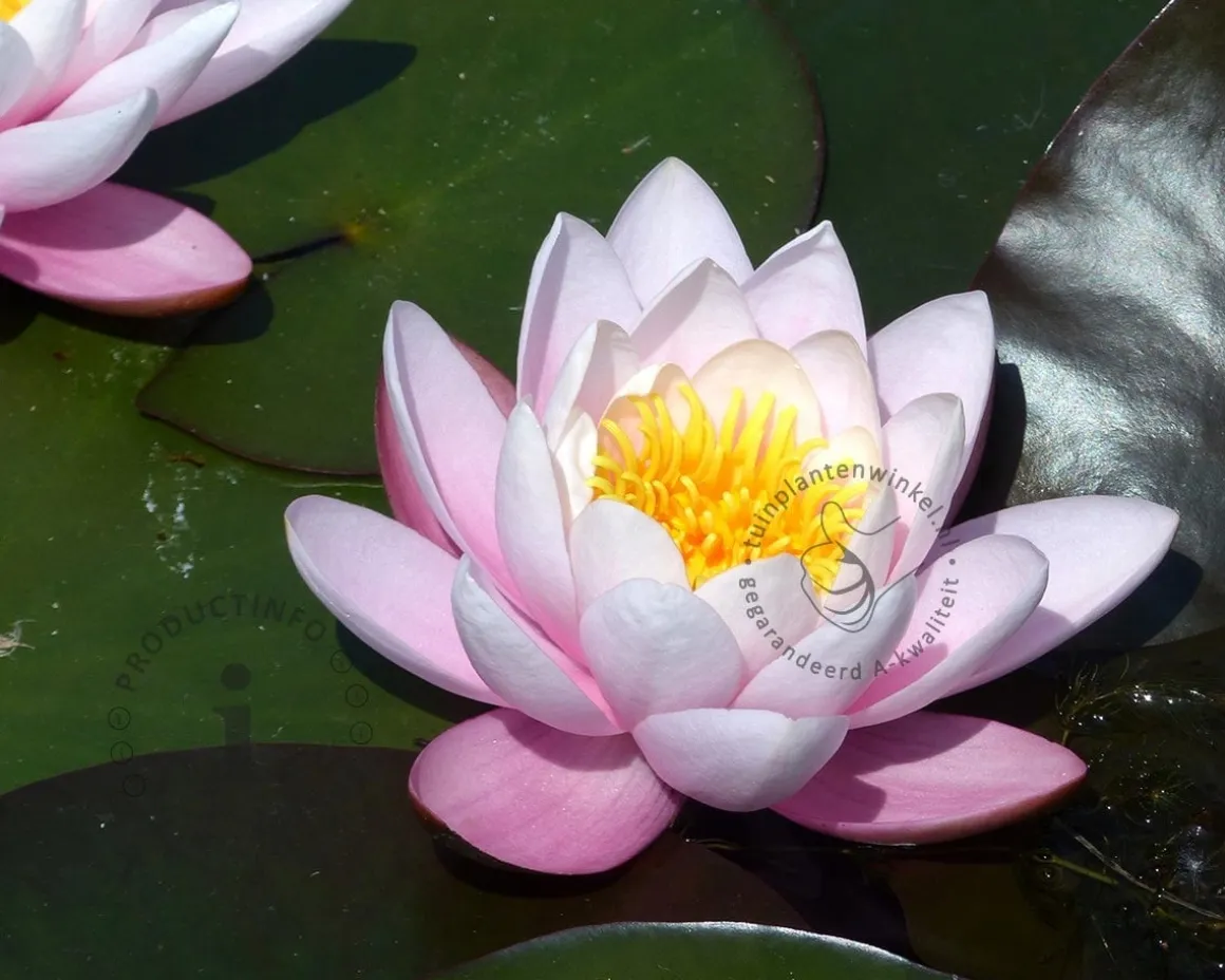 Nymphaea 'Fabiola'