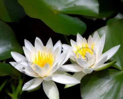 Nymphaea 'Gladstoniana'