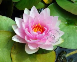 Nymphaea 'Madame Wilfron Gonnère'