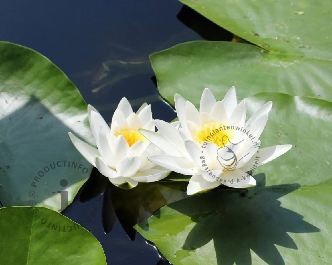 Nymphaea 'Marliacea Alba'