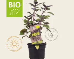 Ocimum basilicum 'Magic Blue' Puur