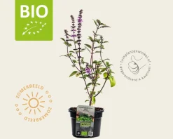 Ocimum basilicum 'Magic Blue' Puur