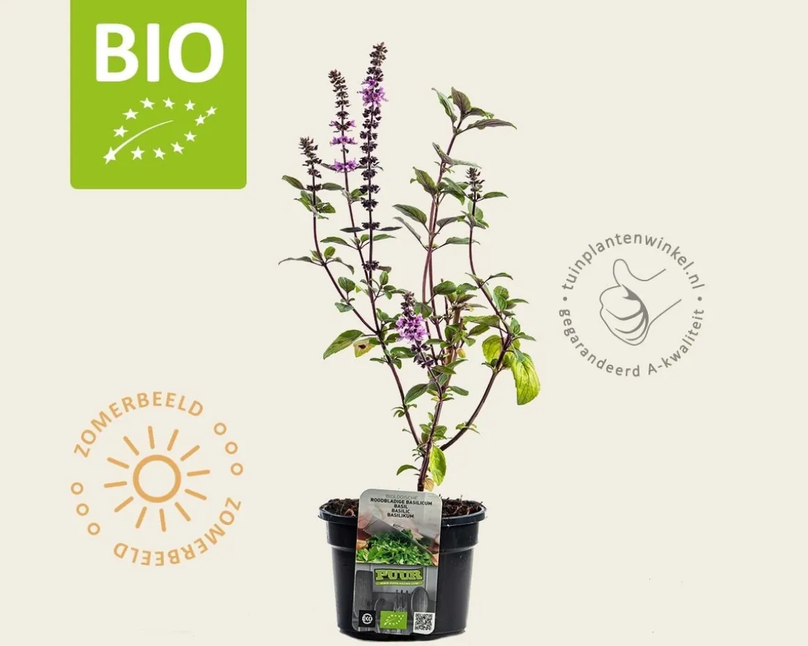 Ocimum basilicum 'Magic Blue' Puur