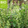 Ocimum basilicum 'Magic White' Puur