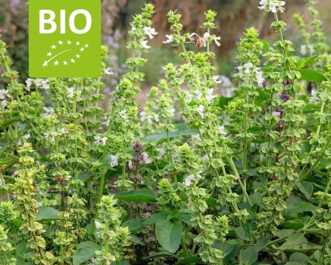 Ocimum basilicum 'Magic White' Puur