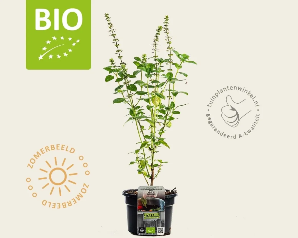 Ocimum basilicum 'Magic White' Puur