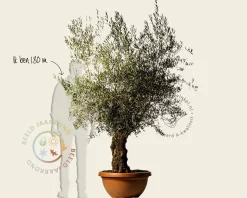 Olea europaea - bonsai in schaal