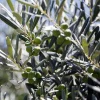 Olea europaea - 90 cm stam
